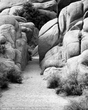 Joshua Tree | Student Photos