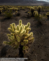 Joshua Tree | Student Photos