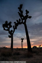 Joshua Tree | Student Photos